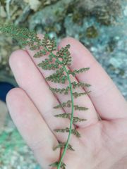 Asplenium fontanum