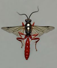 Degithina