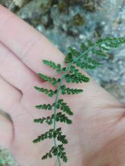 Asplenium fontanum