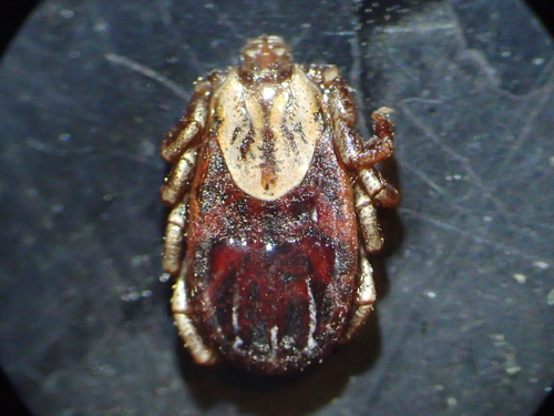 Rocky Mountain Wood Tick