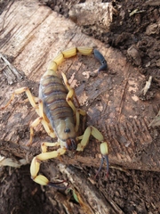 Centruroides limbatus