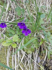 Pinguicula grandiflora