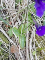 Pinguicula grandiflora