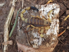 Centruroides limbatus