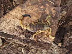 Centruroides limbatus