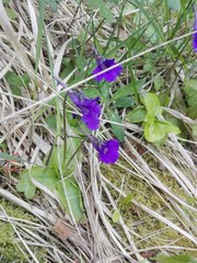Pinguicula grandiflora