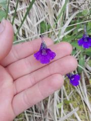 Pinguicula grandiflora