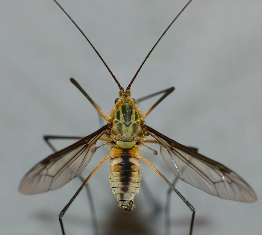 Macromastix