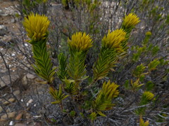 Pteronia fasciculata