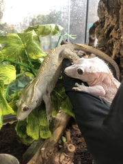 Correlophus ciliatus