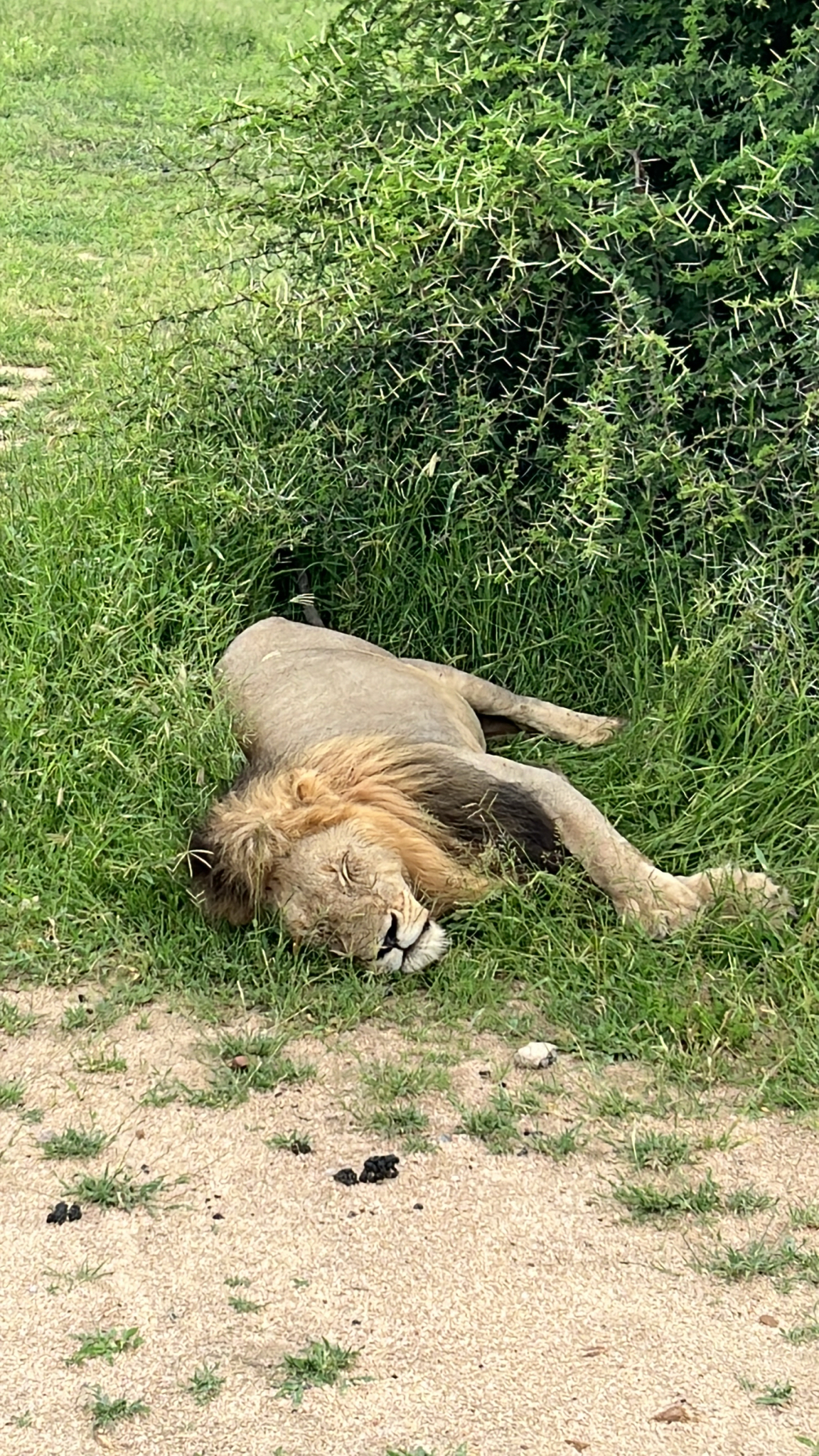 African Lion