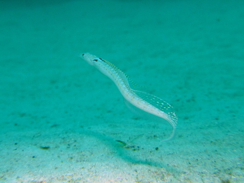 Elegant sand diver (Trichonotus elegans) — Trichonotidae — 4