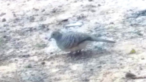Zebra Dove (Geopelia striata), photo 7