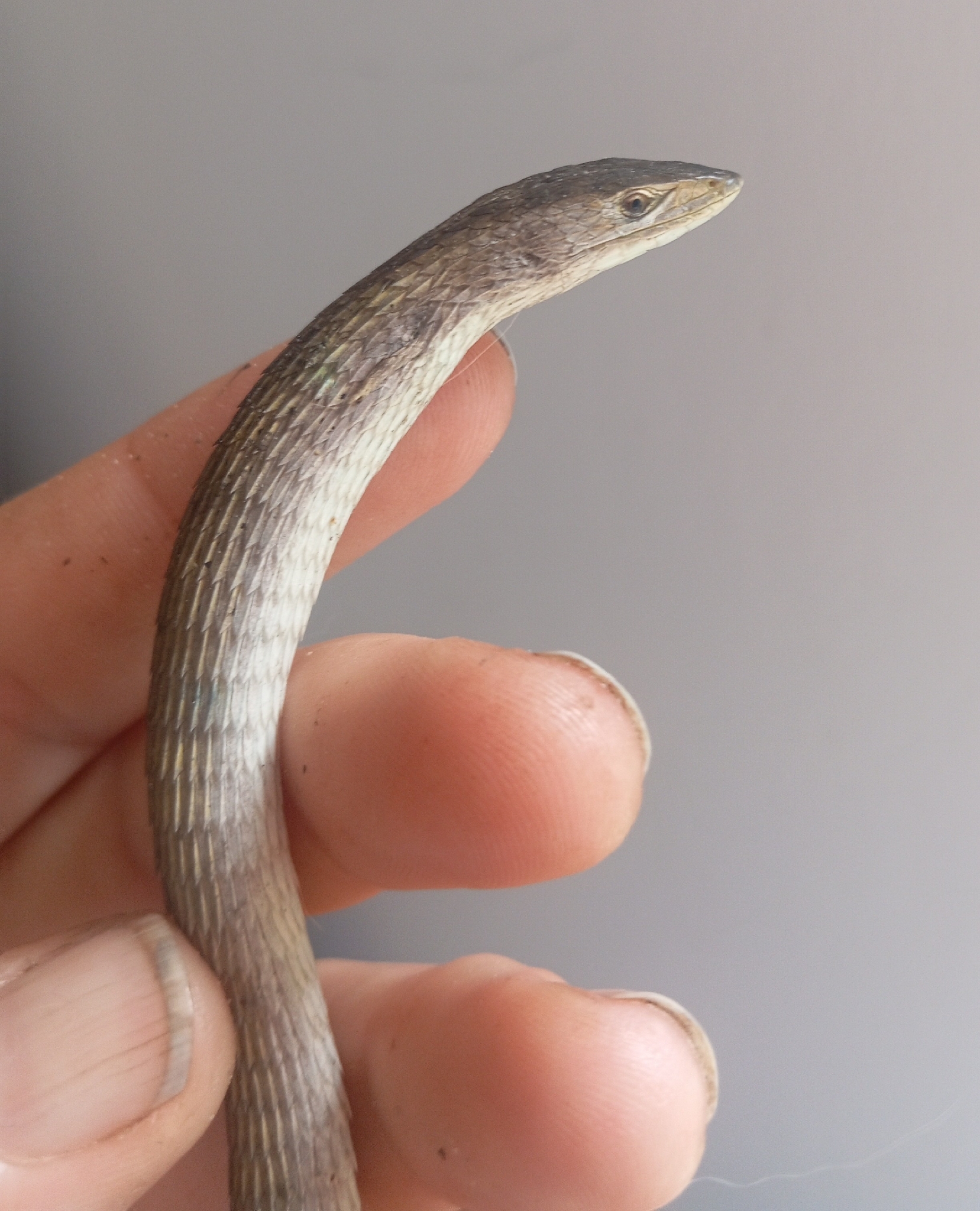 Chamaesaura anguina Linnaeus, 1758