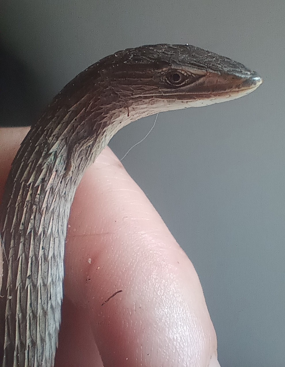 Chamaesaura anguina Linnaeus, 1758