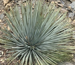 Hesperoyucca