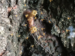 Tetragonisca fiebrigi