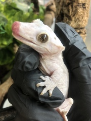 Correlophus ciliatus