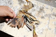 Ixobrychus involucris