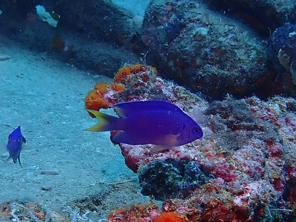Azure damsel (Pomacentrus pavo) — Pomacentridae