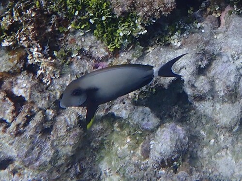 Black-barred surgeonfish (Acanthurus nigricauda) — Acanthuridae