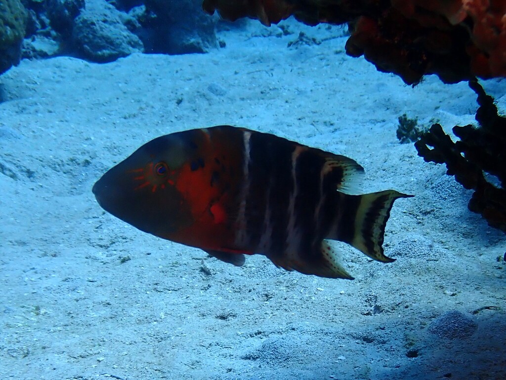 Banded Maori (Cheilinus fasciatus) — Labridae