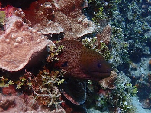 Giant moray (Gymnothorax javanicus) — Muraenidae — 5