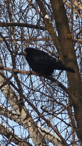 Rook (Corvus frugilegus), photo 5