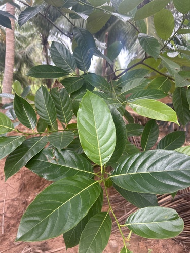 Jackfruit