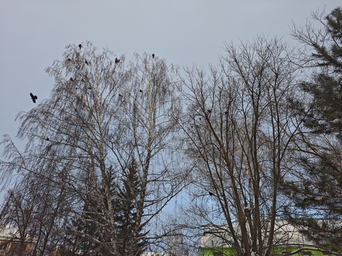Rook (Corvus frugilegus), photo 6