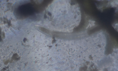 Nematoda
