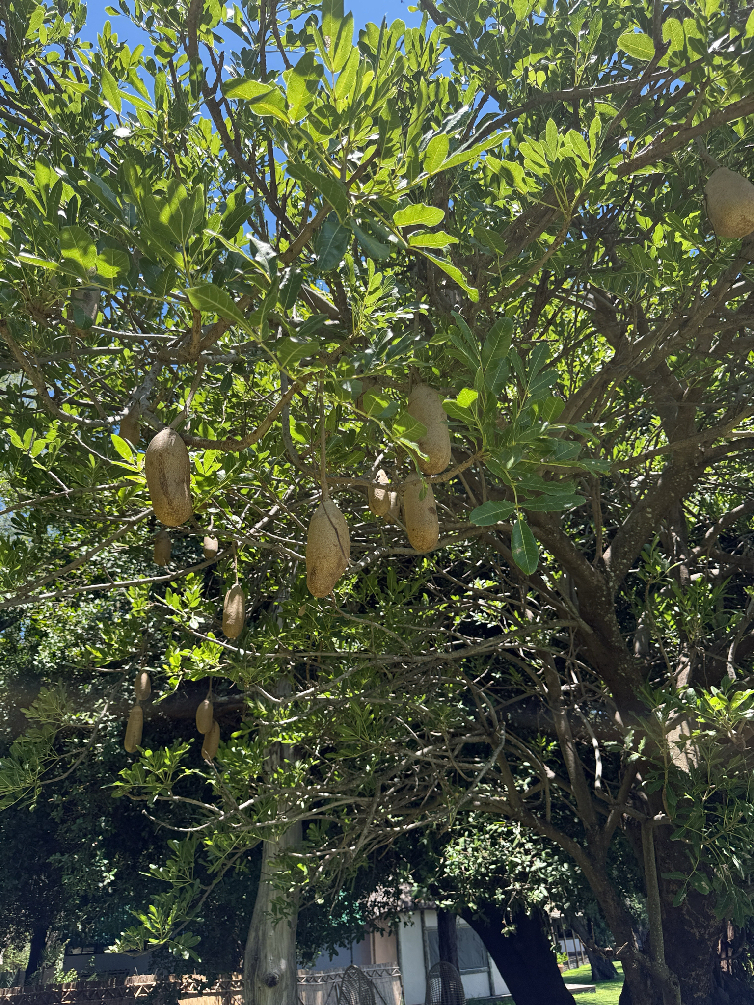 Imagem de Árvore-de-salsicha