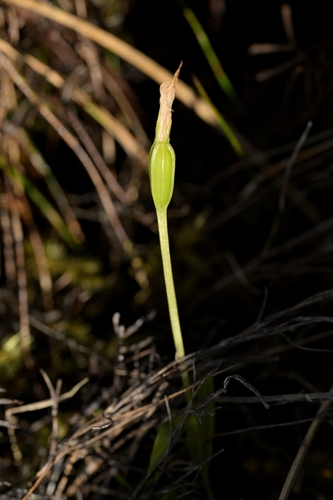 Pterostylis furcata observed 2025-12-30