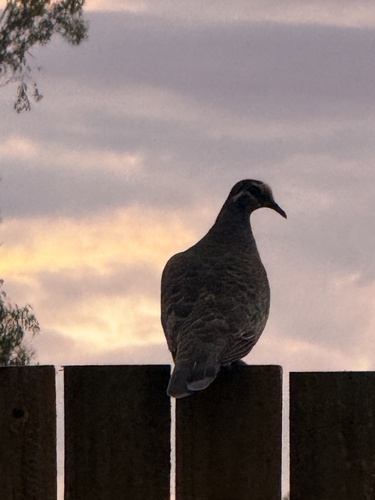 Common Bronzewing (Phaps chalcoptera), photo 5