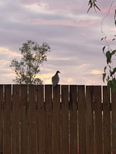 Common Bronzewing (Phaps chalcoptera), photo 6