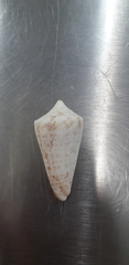 Conus regularis