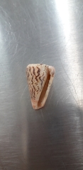Conus princeps