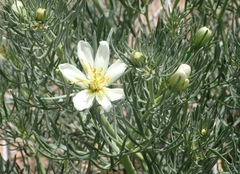 Nitrariaceae