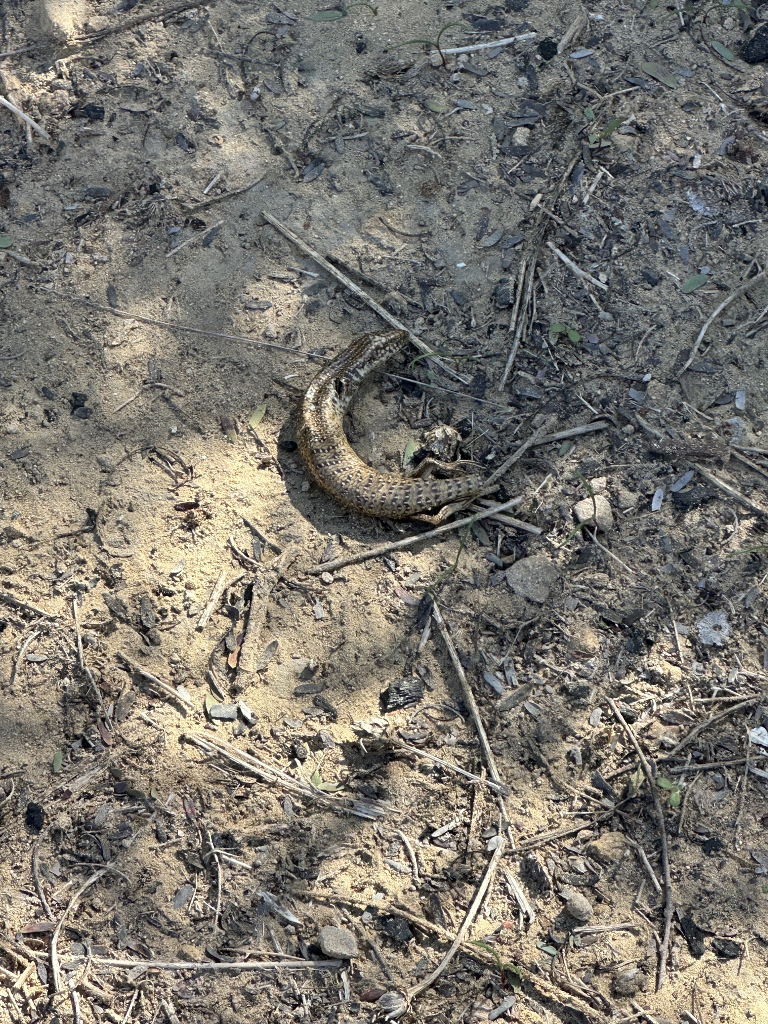 Chalcides ocellatus (Forskal, 1775)