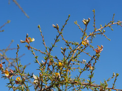 Aspalathus vulnerans