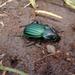 Calosoma viridisulcatum - Photo (c) Eric van den Berghe, algunos derechos reservados (CC BY-NC), subido por Eric van den Berghe