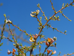 Aspalathus vulnerans