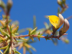 Aspalathus vulnerans