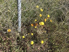 Dimorphotheca sinuata