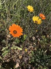 Dimorphotheca sinuata