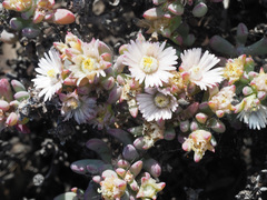 Oscularia cedarbergensis
