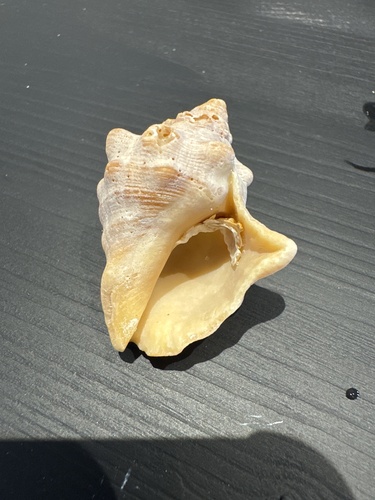 Stramonita haemastoma