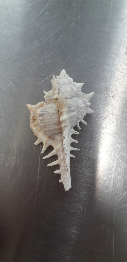Vokesimurex ruthae