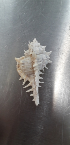 Vokesimurex ruthae