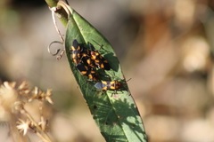 Oncopeltus cingulifer